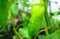Garden Peppers, Oregano, Basils, and Tomatoes