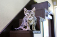 orlandocatcafe_kitten