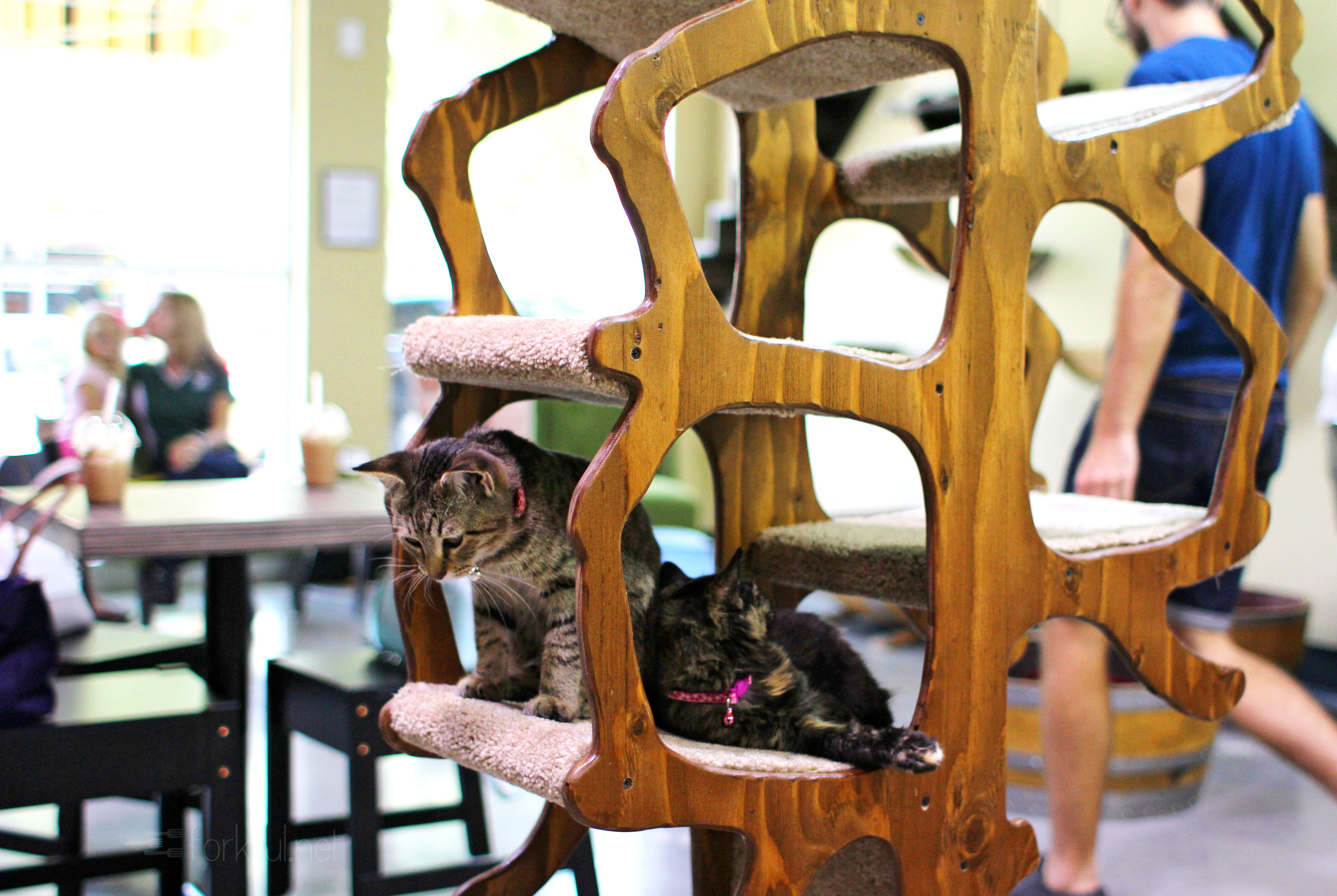Orlando Cat Café in Clermont FORKFUL